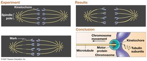 Experiment showing kinetochore microtubule shortening during anaphase