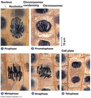 Mitosis in a plant cell