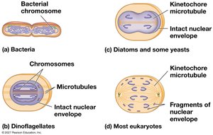 Mechanisms of cell division in several groups of organisms