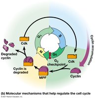 Molecular mechanisms that help regulate the cell cycle