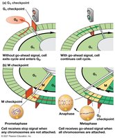 Two important checkpoints in the cell cycle