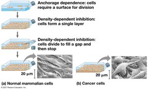 Density-dependent inhibition and anchorage dependence of cell division