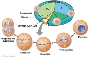 Summary of key concepts: mitotic (M) phase