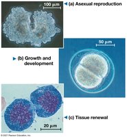 Functions of cell division: asexual reproduction, growth and development, tissue renewal