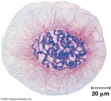 Eukaryotic chromosomes