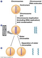 Chromosome duplication and distribution during cell division