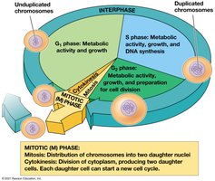 The cell cycle diagram