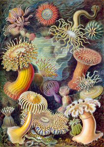 Diverse marine invertebrates
