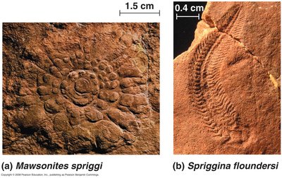 Ediacaran biota fossils