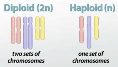 Diagram of diploid and haploid chromosome sets