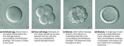 Stages of early embryonic development: fertilized egg, four-cell stage, morula, blastula