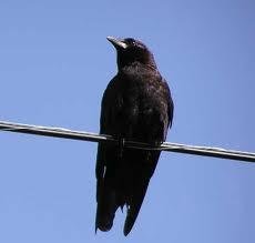 Omnivorous bird (crow)