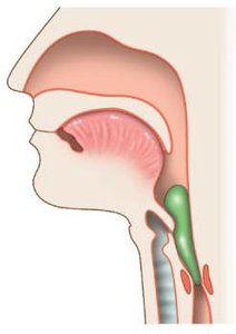 Epiglottis down, food entering esophagus
