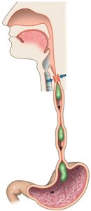 Peristalsis moving bolus down esophagus