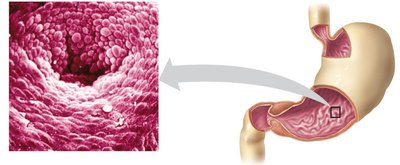 Diagram of gastric gland cells in the stomach