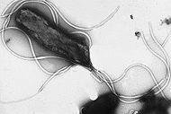Helicobacter pylori bacteria