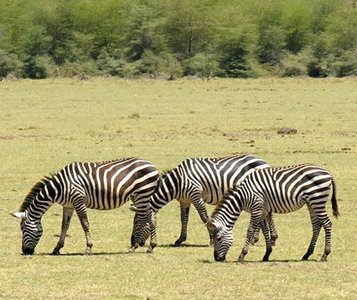 Herbivorous zebras grazing