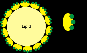 Bile salts emulsifying fat droplets