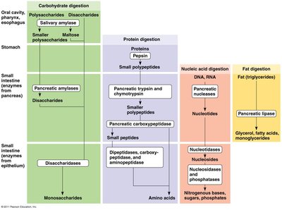 Summary table of digestive enzymes and their actions