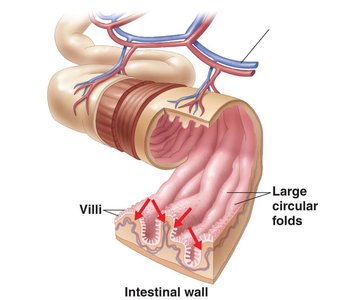 Villi and microvilli increasing surface area in the small intestine
