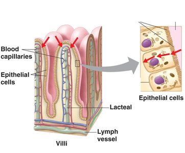 Structure of villi with blood and lymphatic vessels