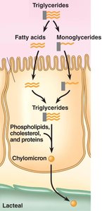 Absorption of fats and formation of chylomicrons