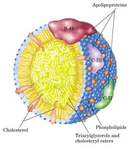 Structure of a chylomicron