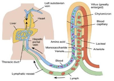 Pathways of nutrient absorption from villi to liver and heart