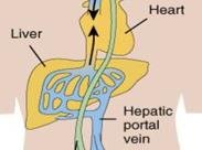 Liver and hepatic portal vein