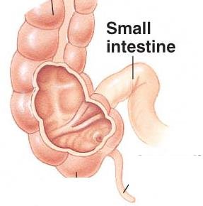 Large intestine structure