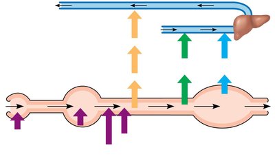 Diagram of nutrient and water flow through the digestive system
