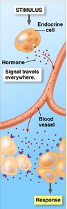 Hormonal signaling in digestion
