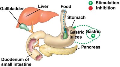 Gastrin feedback loop in the stomach