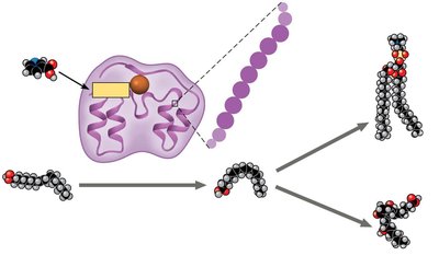 Diagram of cellular metabolism and biosynthesis