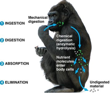 Diagram of the four stages of food processing in an animal