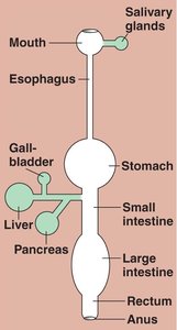 Diagram of the human digestive system with accessory organs