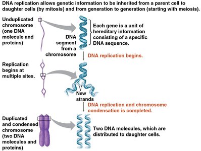 Overview of DNA replication and chromosome duplication