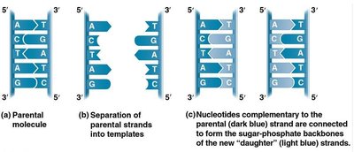 Semiconservative replication mechanism