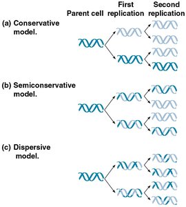Models of DNA replication: conservative, semiconservative, dispersive