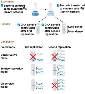 Meselson-Stahl experiment results supporting semiconservative replication
