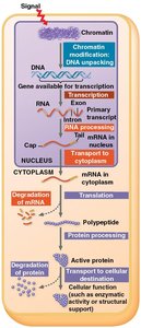 Stages of gene expression regulation in eukaryotes