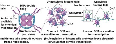Histone acetylation and chromatin structure