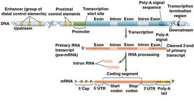 Organization of a typical eukaryotic gene and its transcript