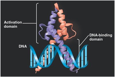 Structure of a transcription activator protein