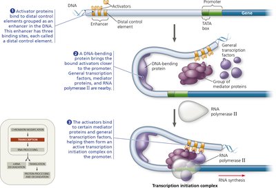 DNA bending and assembly of the transcription initiation complex