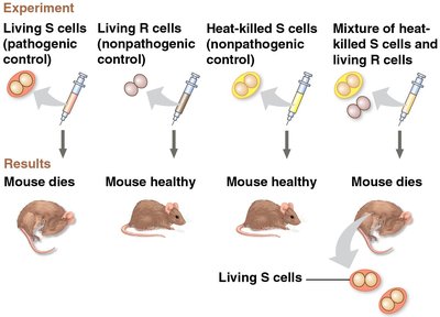 Griffith's experiment demonstrating transformation in bacteria
