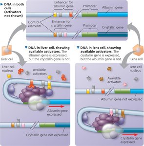 Cell-type specific gene expression via available activators