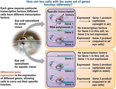 Differential gene expression in specialized cells