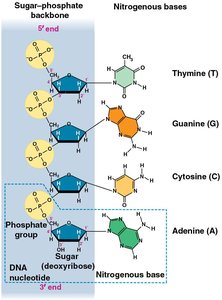Structure of a DNA nucleotide and base pairing