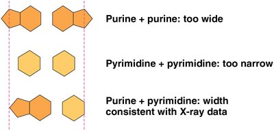 Base pairing and helix width consistency